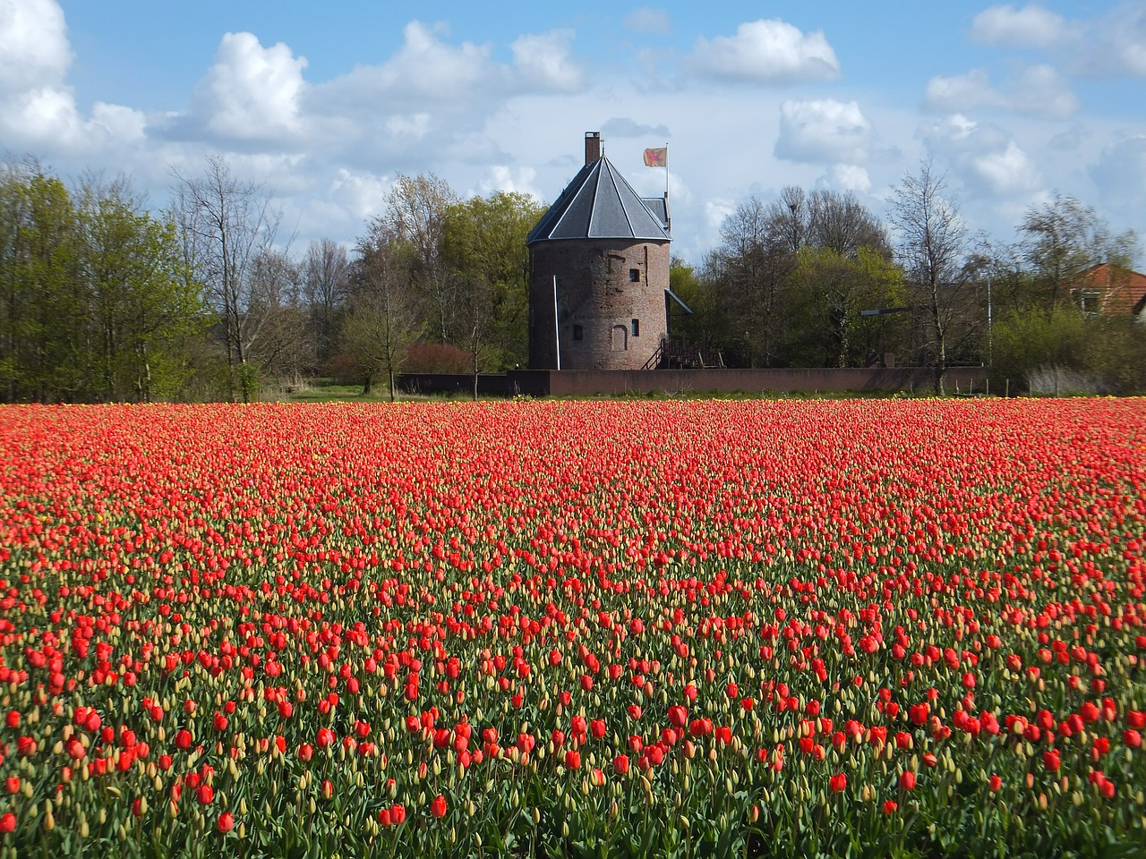 Campo di tulipani in olanda
