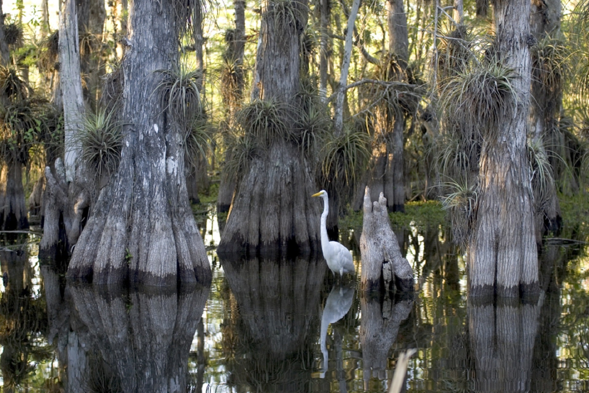 Parco nazionale everglades