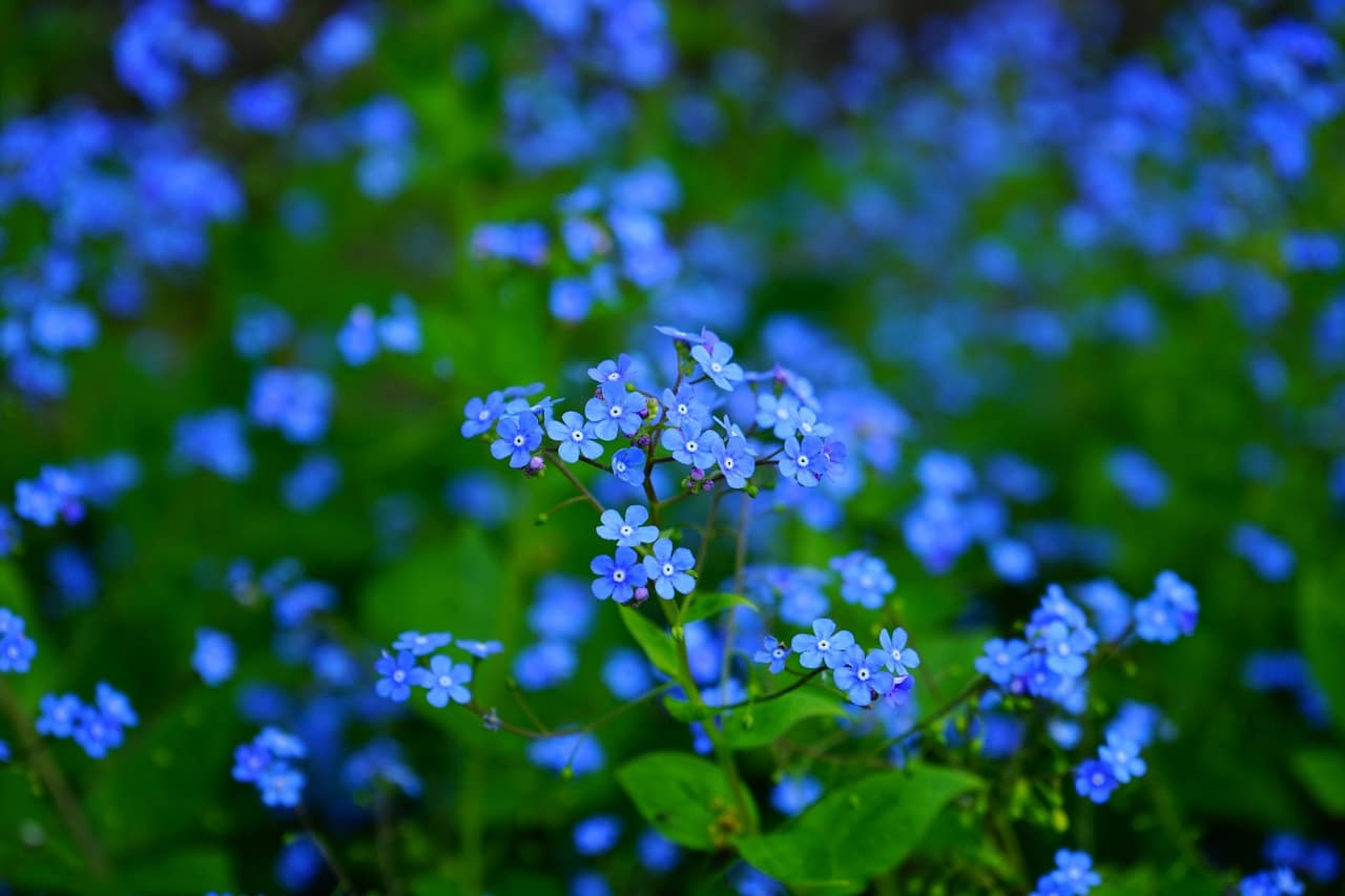 I non ti scordar di me, fiori ufficiali della festa dei nonni