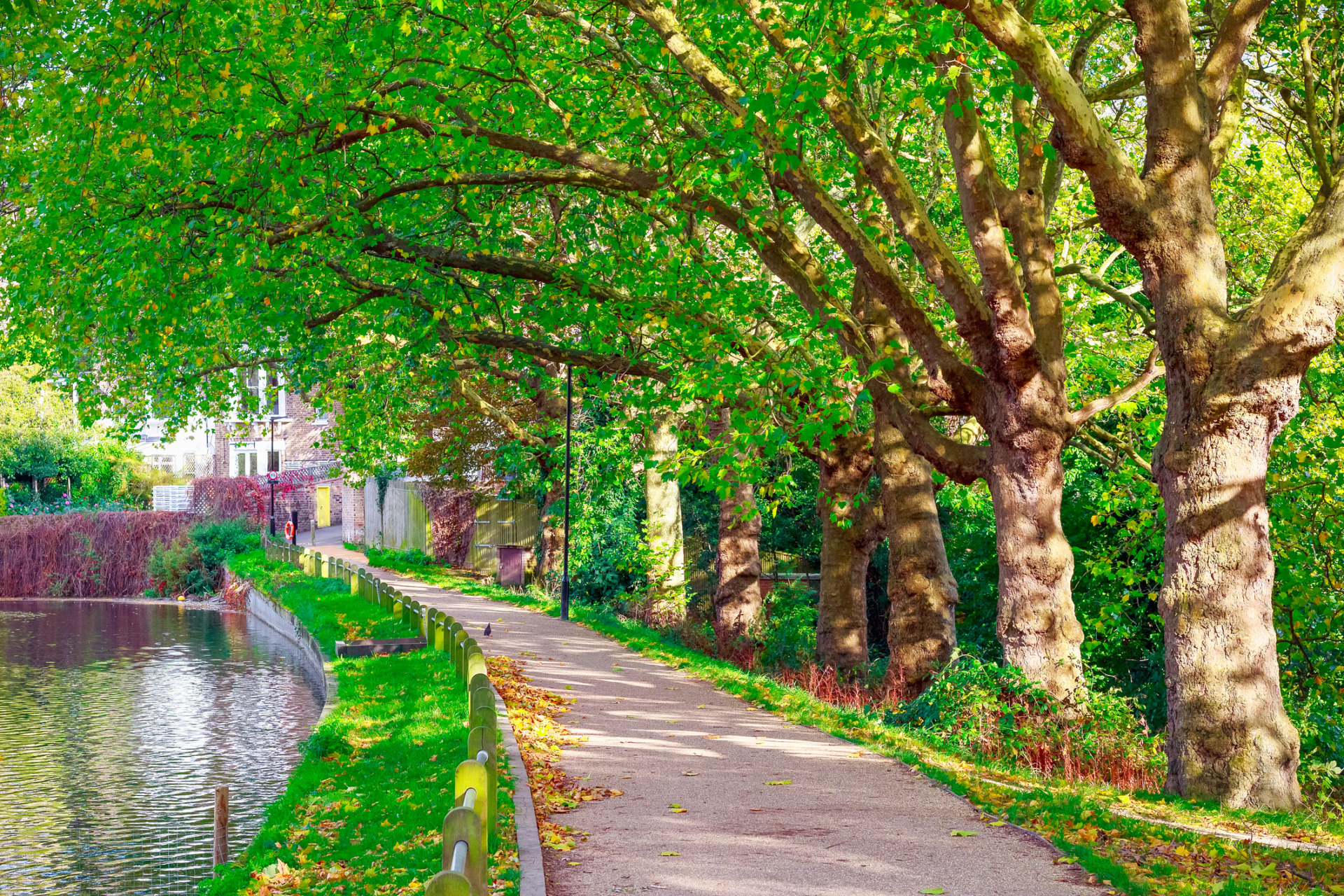 Viale Alberato nei parchi di Londra