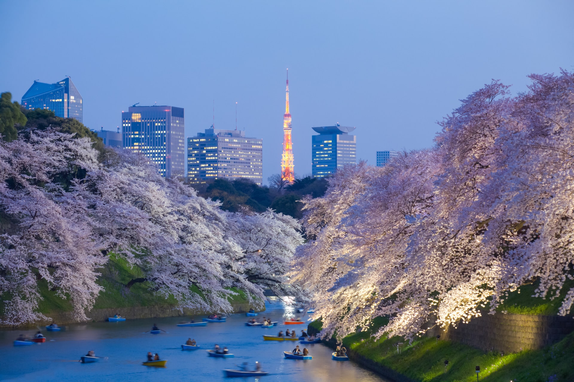 Fioritura dei ciliegi a Tokyo