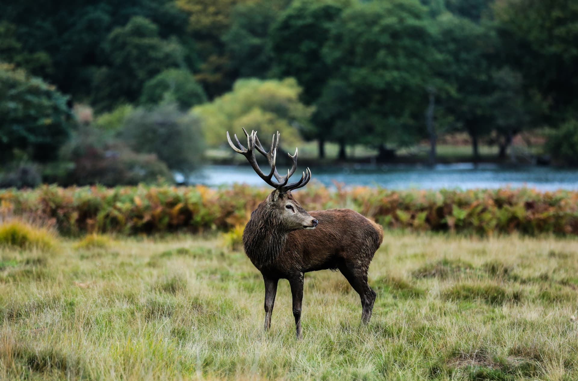 Alce nel parco di Richmond