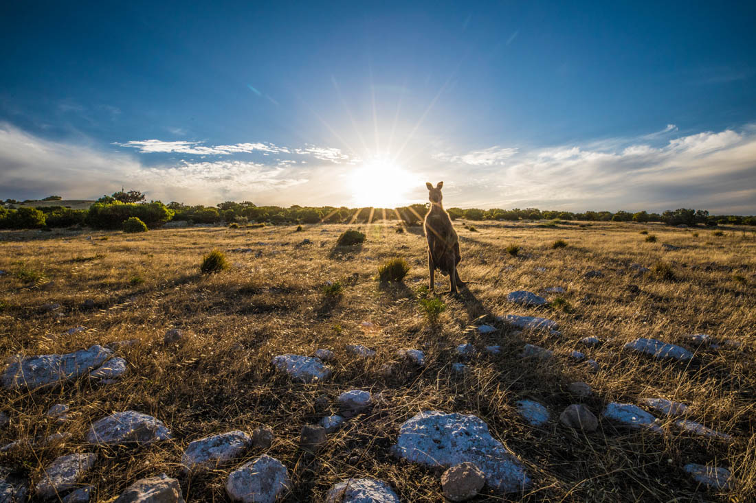 kangaroo island australia