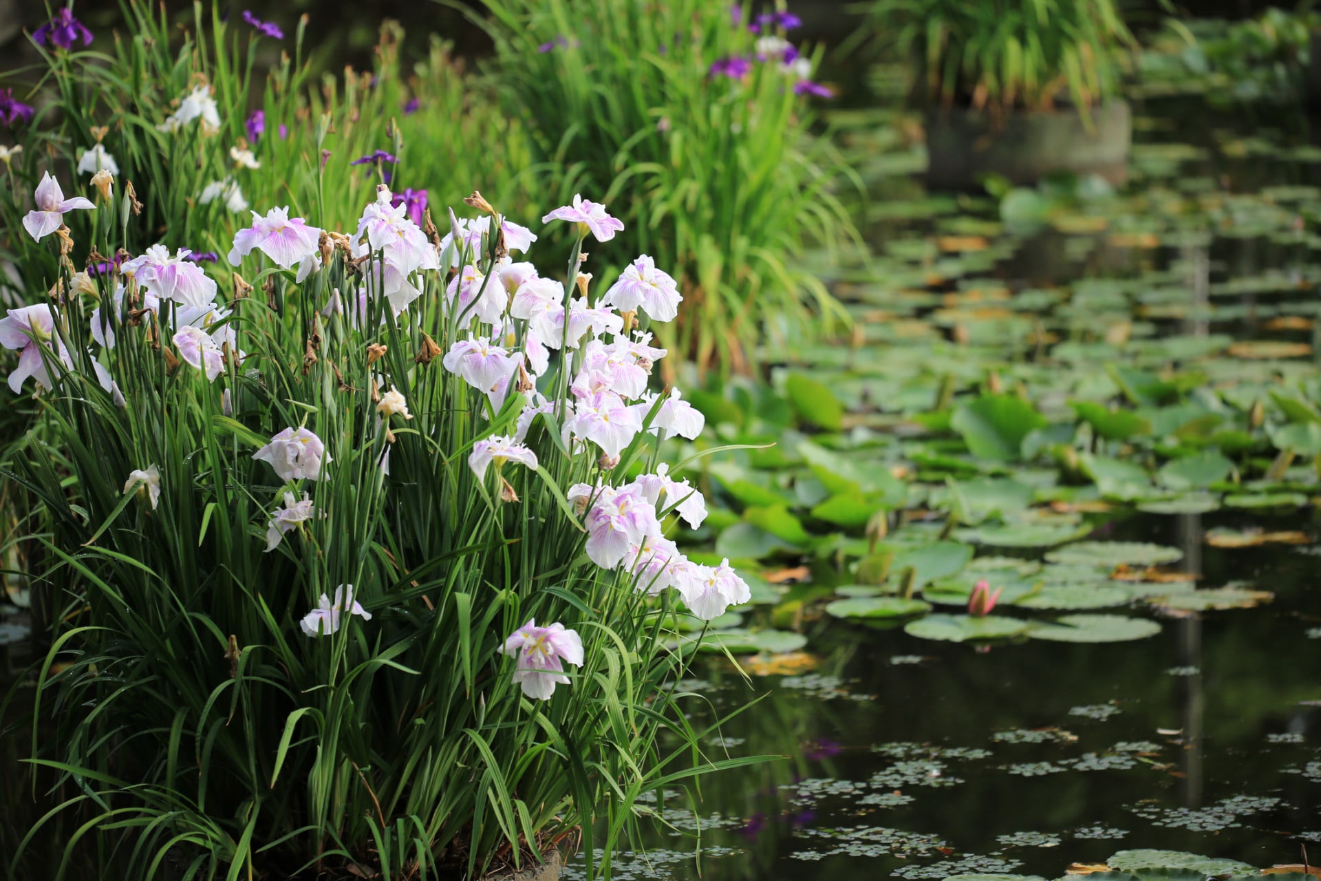 Piante con fiori bianchi in acqua