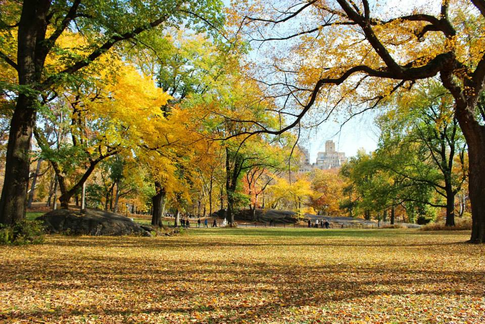 Autunno in central park NY