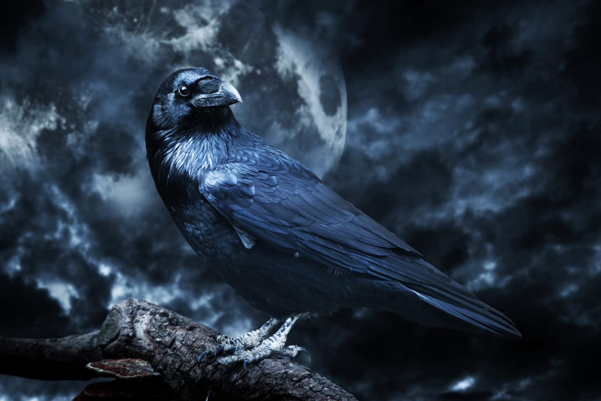 Corvo nero al chiaro di luna