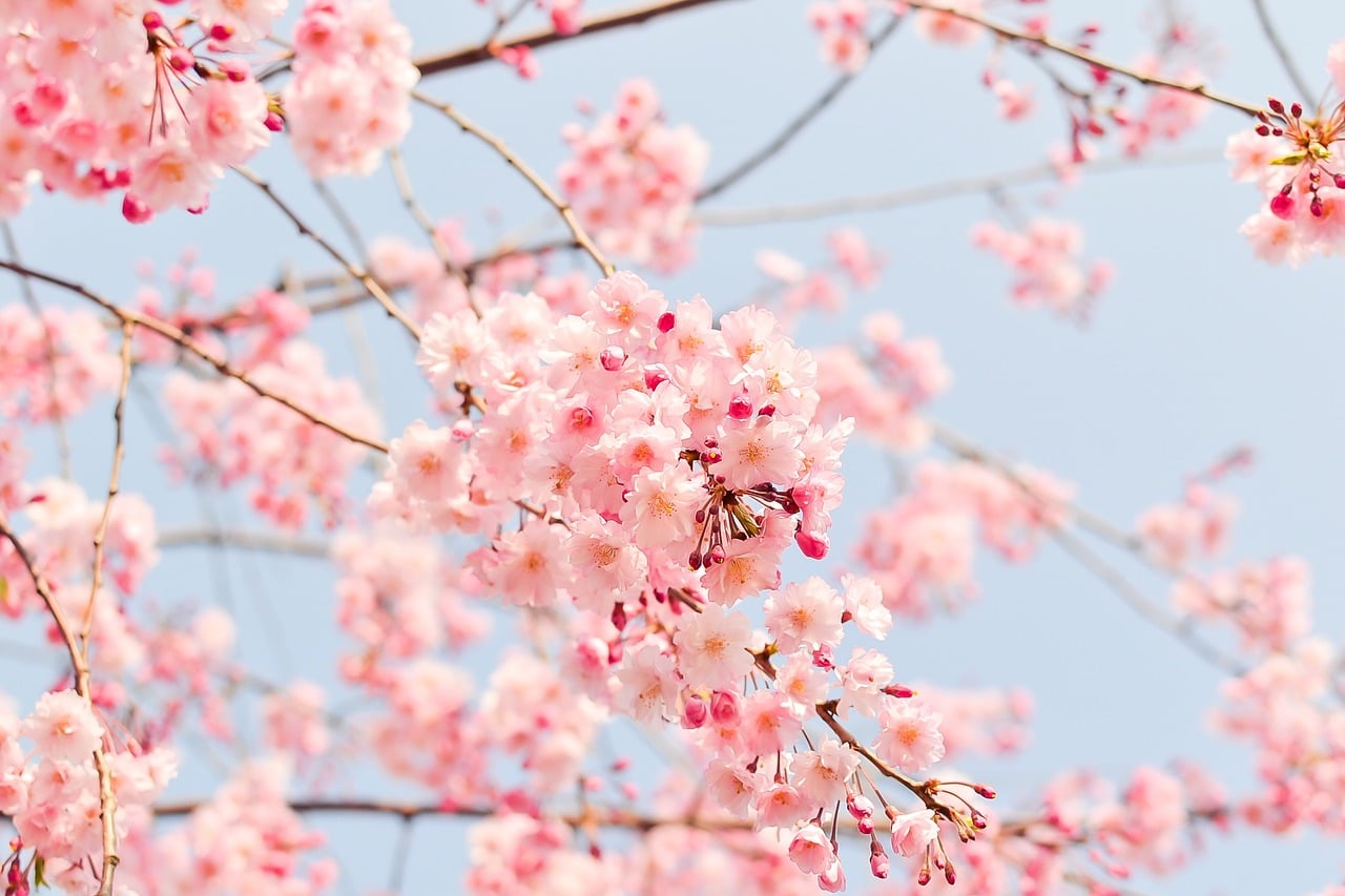 Primavera albero fiori di pesco
