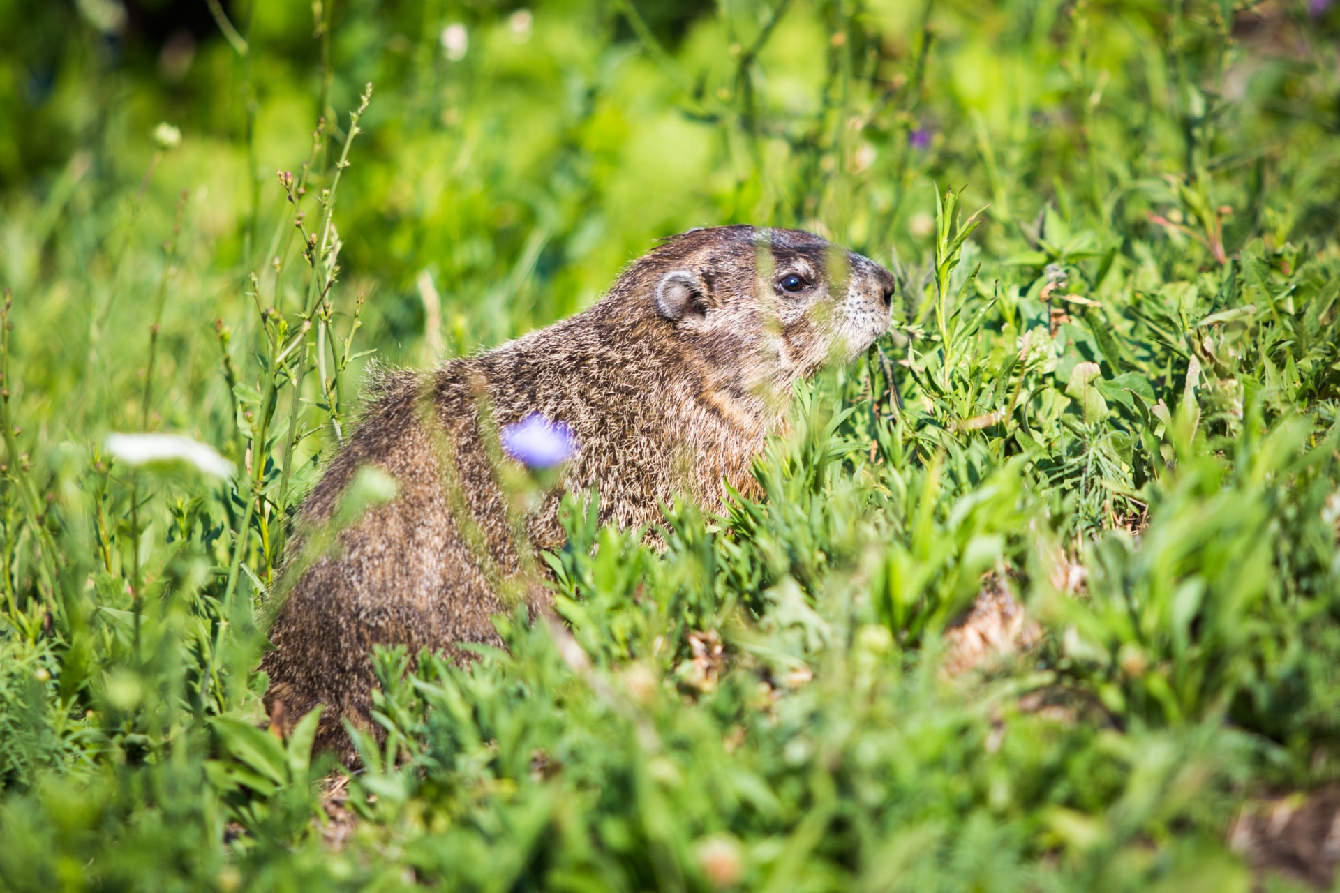 Marmotta che mangia