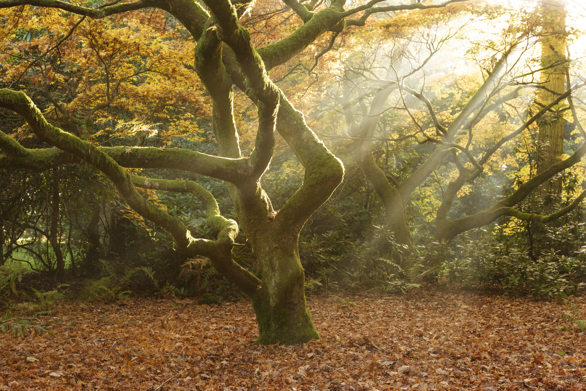 Arboretum in autunno nel Gloucestershire in Inghilterra