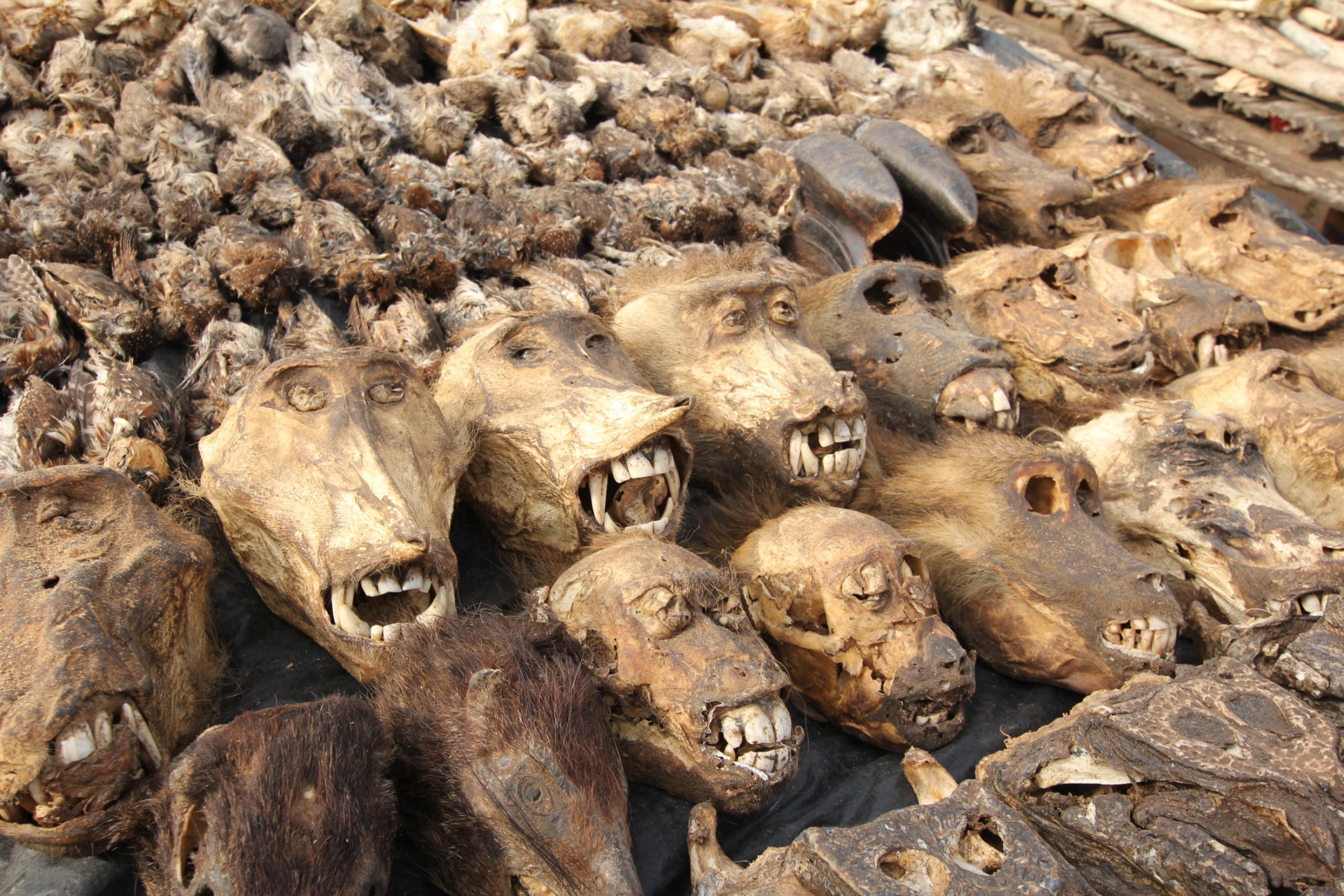 I luoghi più spaventosi del mondo Monkey Heads at Akodessewa Voodoo or Fetish Market, West Africa