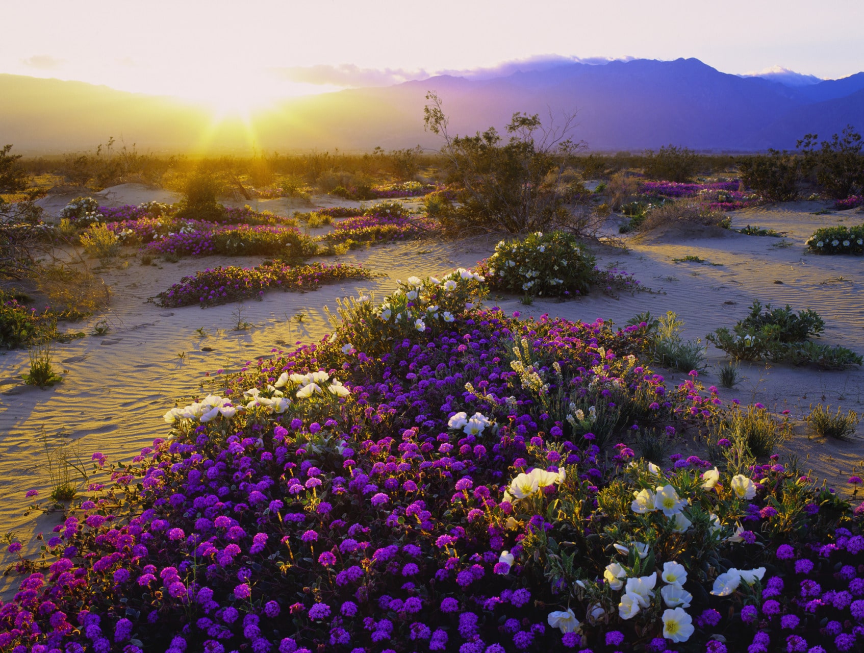 I luoghi più belli del mondo in primavera Anza Borrego State Park Calfornia, in primavera