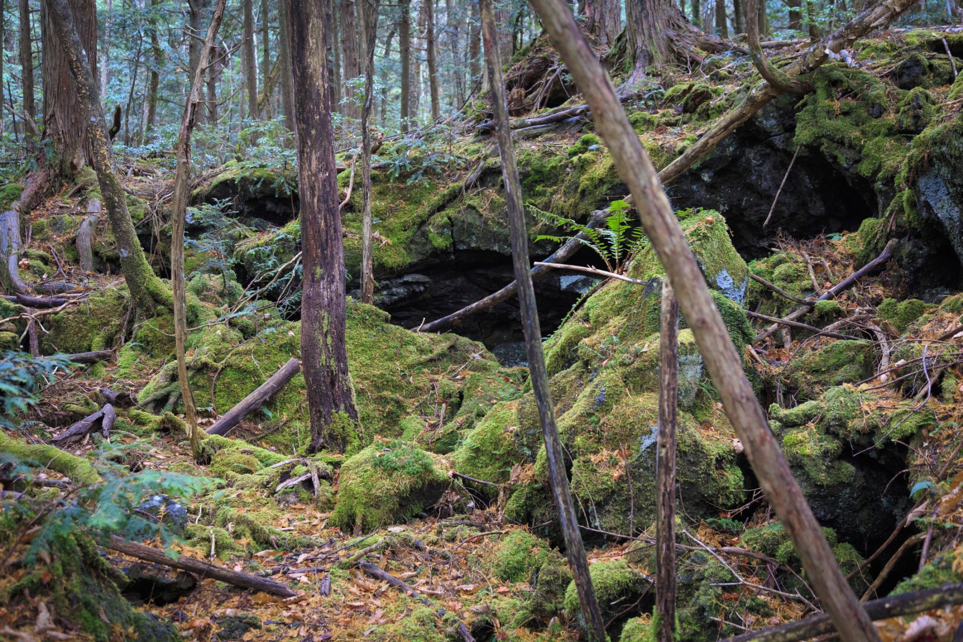 I luoghi più spaventosi del mondo Aokigahara, moss forest in Japan