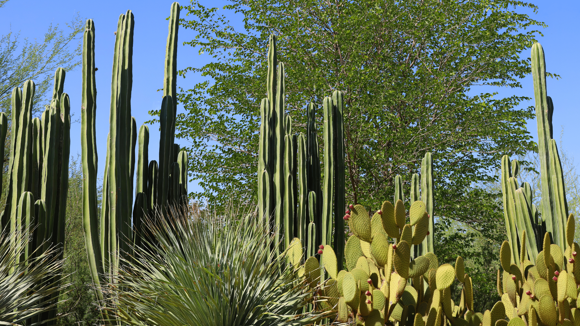 Guida ai 5 giardini più incredibili al mondo da visitare una volta nella vita Guida ai 5 giardini più incredibili al mondo da visitare una volta nella vita