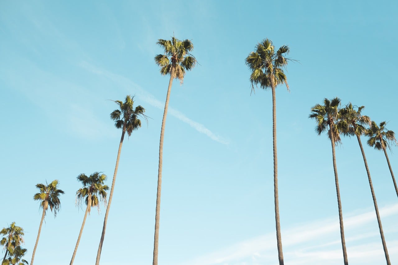 Come vivere a pieno il primo viaggio studio all’estero Palme piante tropicali
