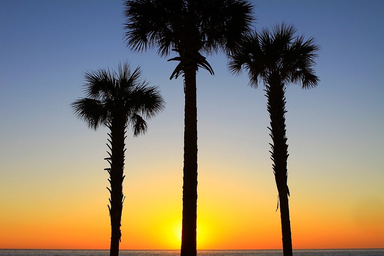 10 cose da fare a Miami e dintorni Alba con palme