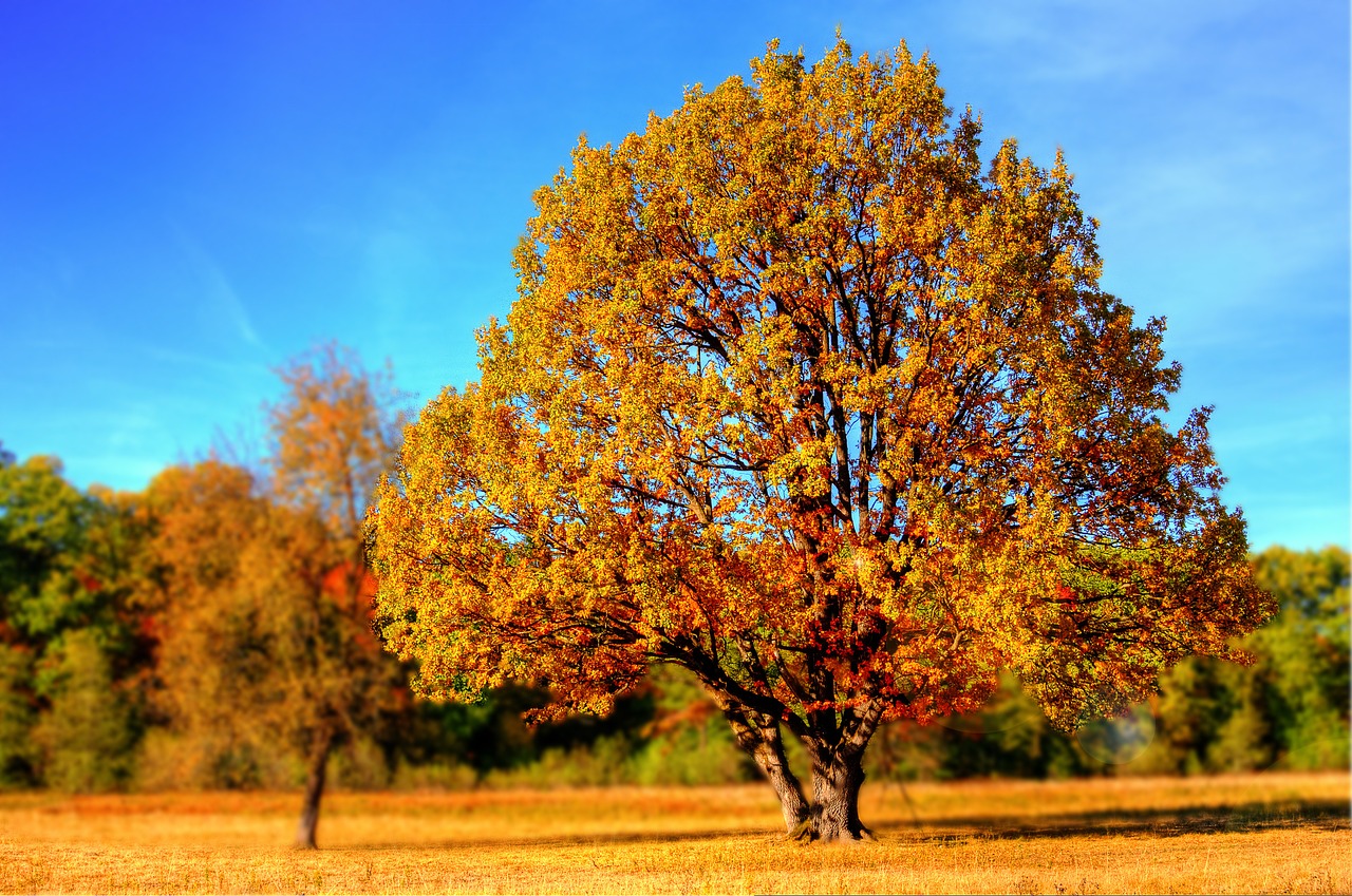 I parchi più belli di Londra e New York in autunno dove passeggiare Albero con foglie gialle e arancioni