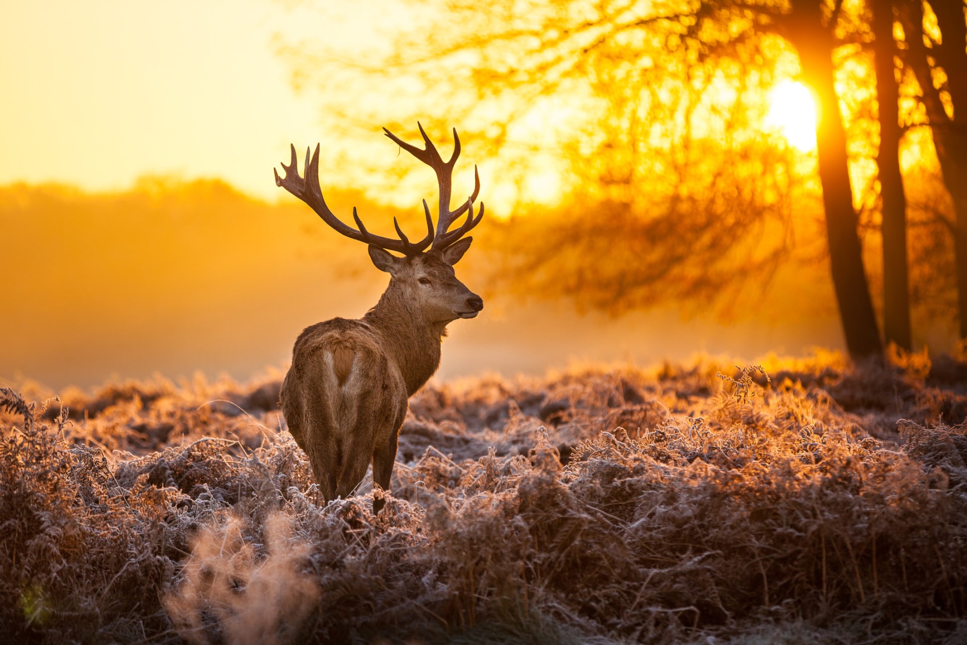 10 incredibili posti da scoprire in autunno in UK Un bellissimo cervo che passeggia nel paesaggio autunnale di Richmond Parkj
