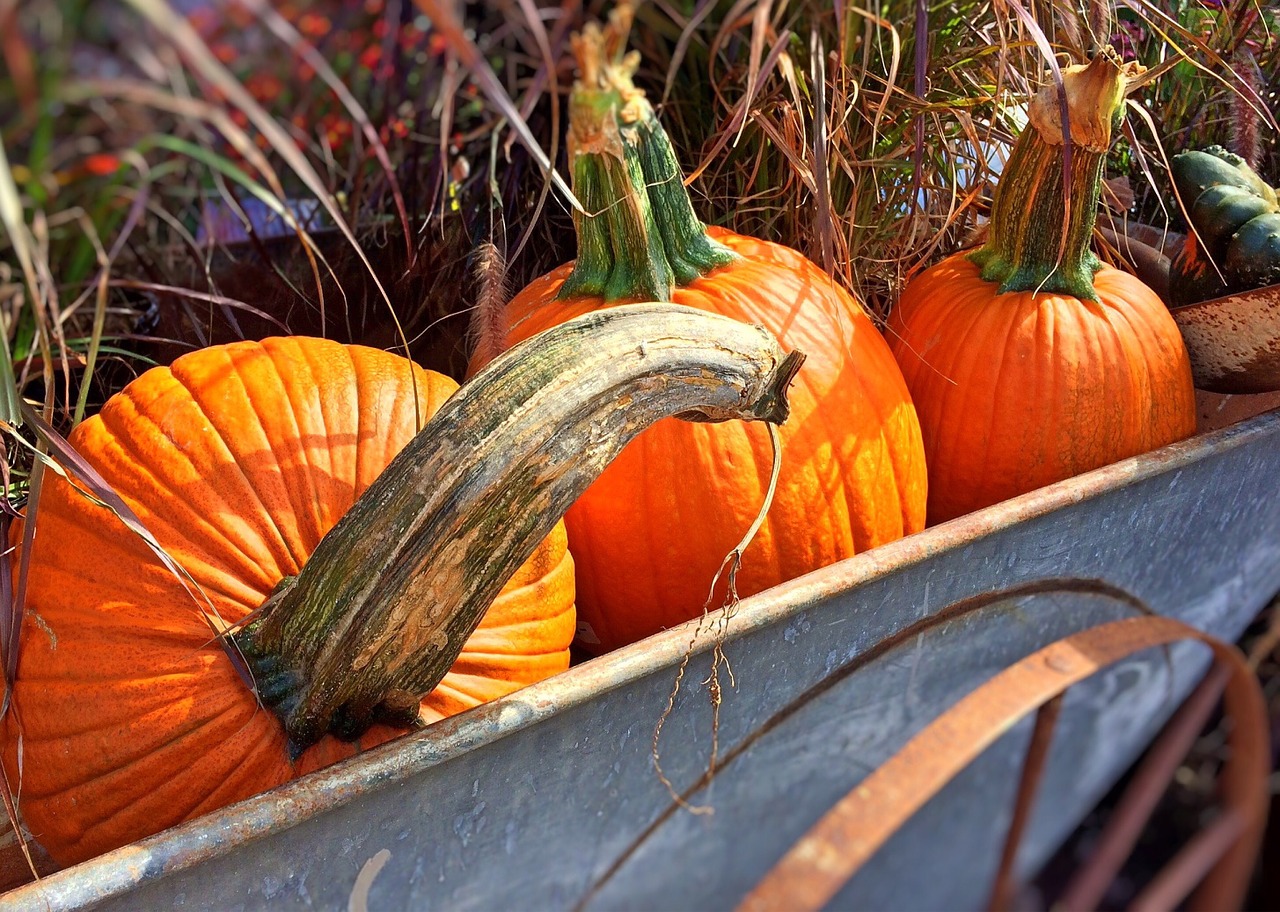 Halloween: cos'è, dove nasce, tradizioni e leggende. halloween zucche