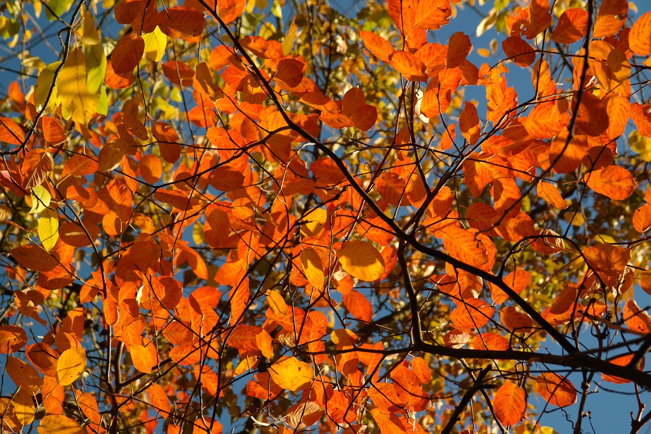 I parchi più belli di Londra e New York in autunno dove passeggiare Foglie arancioni in autunno