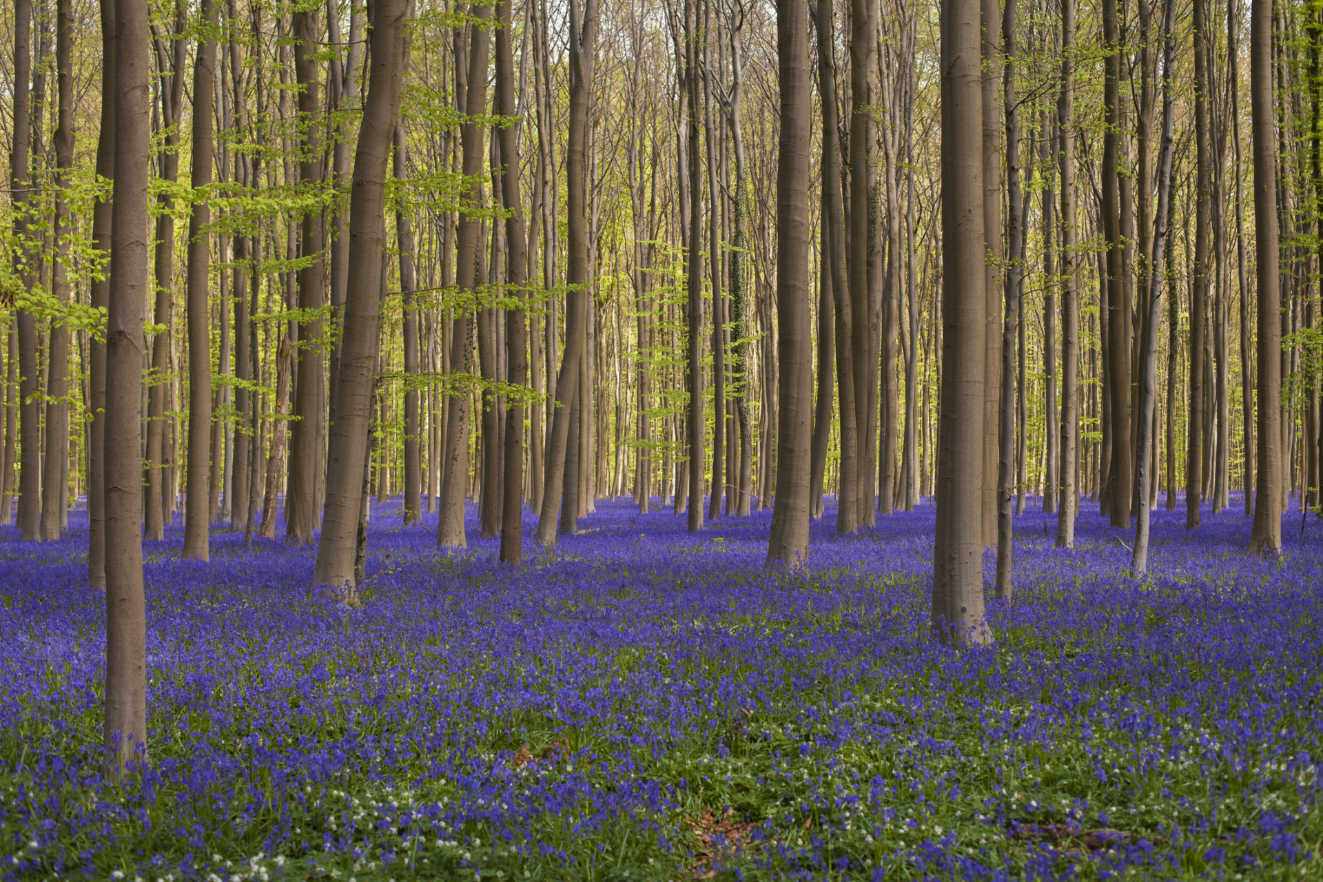 I luoghi più belli del mondo in primavera Foresta Halle in Belgio