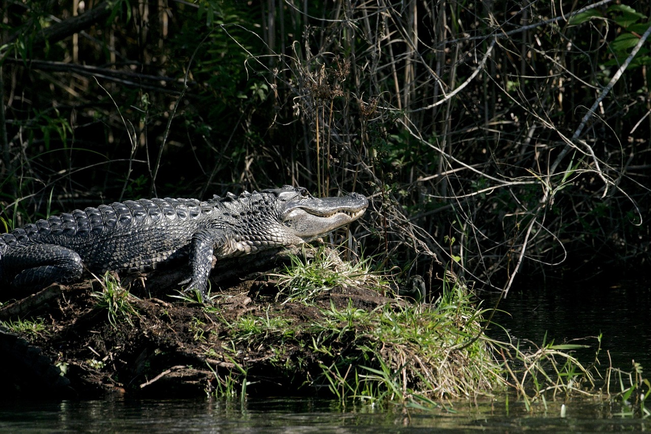 10 cose da fare a Miami e dintorni Gator Park