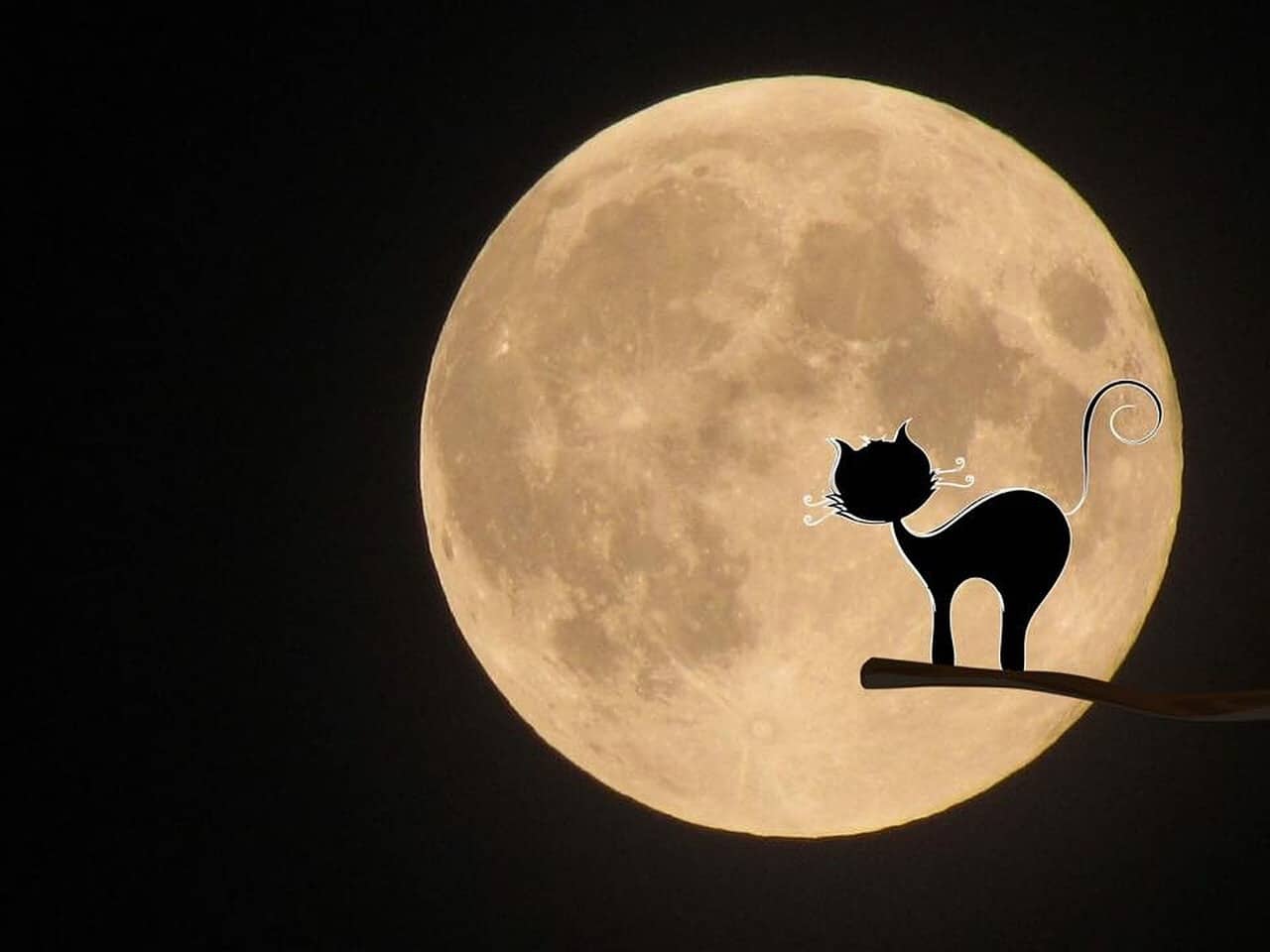 7 Simboli e superstizioni di Halloween Illustrazione gatto con la luna