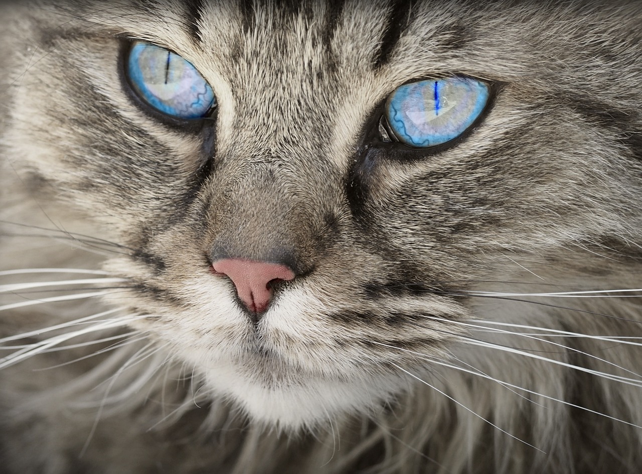 Lesson Plan: Il gatto nella letteratura e nella lingua inglese Lesson Plan: Il gatto nella letteratura e nella lingua inglese