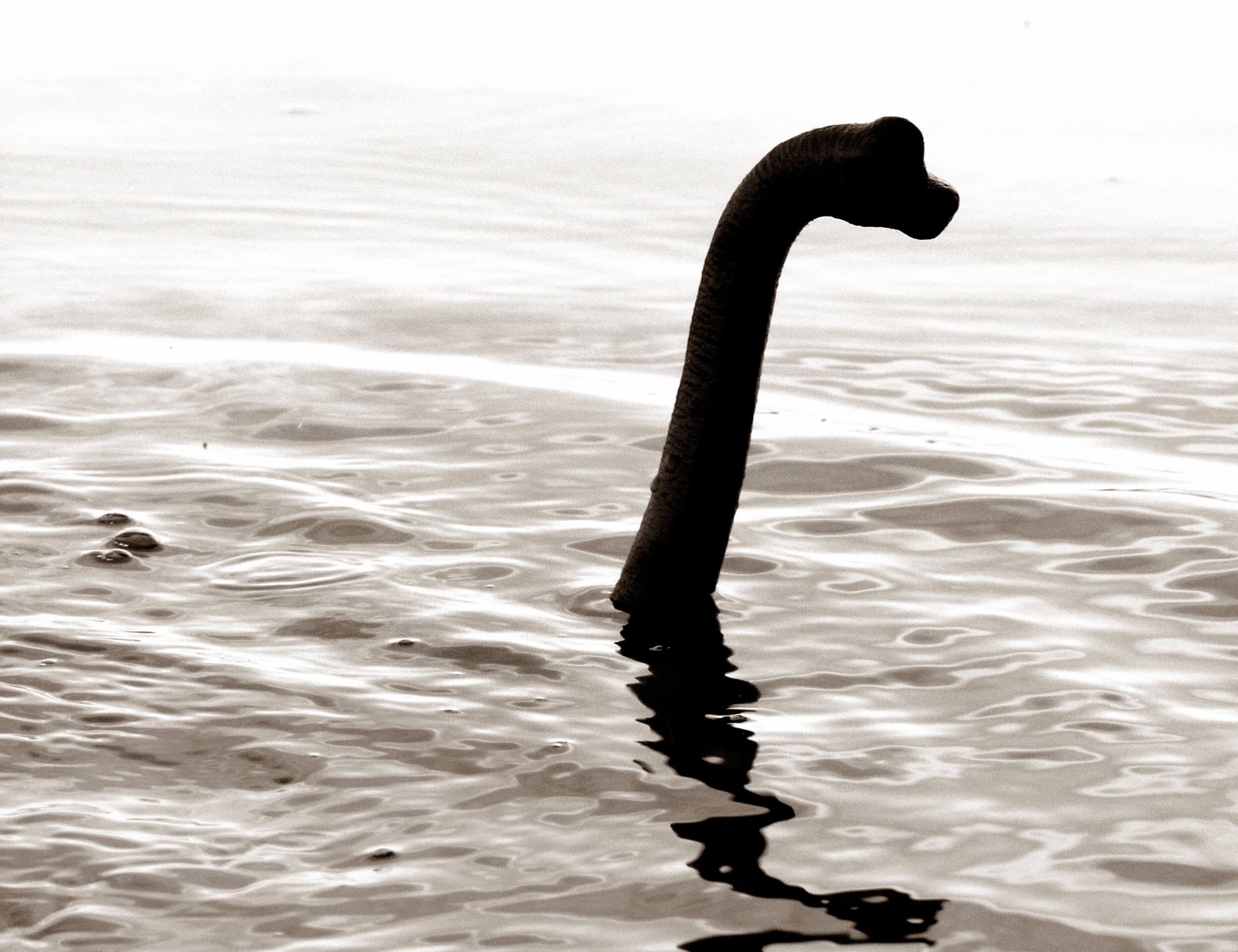 Leggende e Folklore del Regno Unito mostro lochness