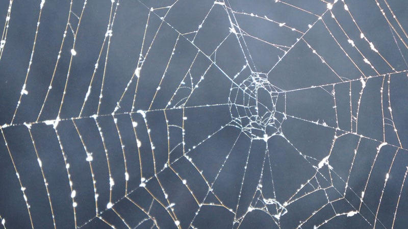 7 Simboli e superstizioni di Halloween Ragnatela
