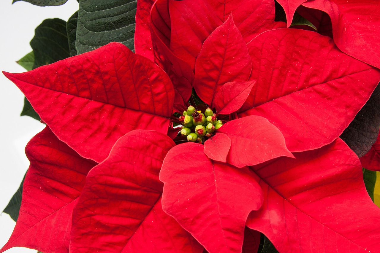 15 Curiosità sul Natale nel mondo stella di natale