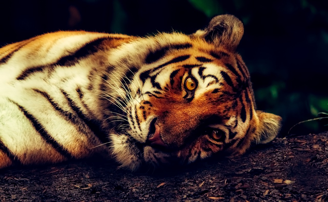 Teaching Comparatives. A simple activity that requires minimum resources tiger-2530158_1280